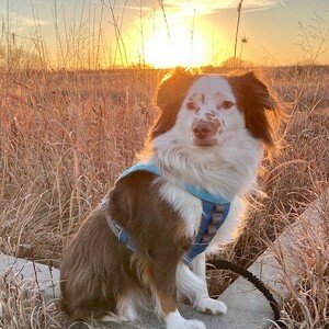 Fundraising Page: Paula Bowers